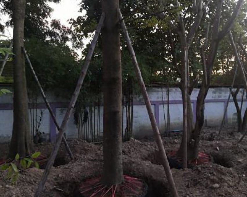 Sale old Big house  3 bed 2 bath with large kitchen greenery Chiang Mai very special price real.