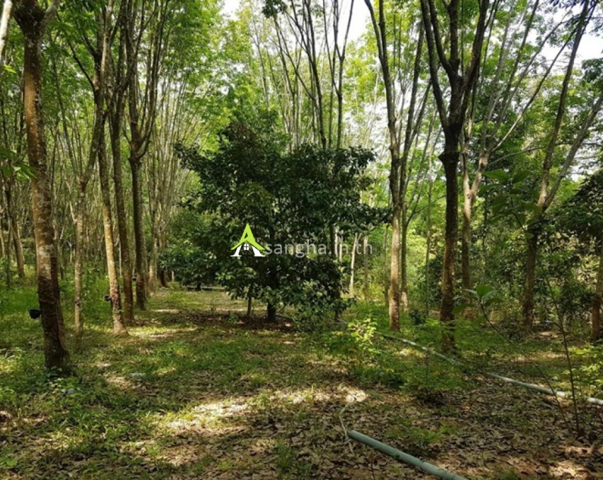 ขายที่ดินพร้อมสวนสวนยาง จันทบุรี 24 ไร่ 1 งาน กรีดได้ตลอดปี