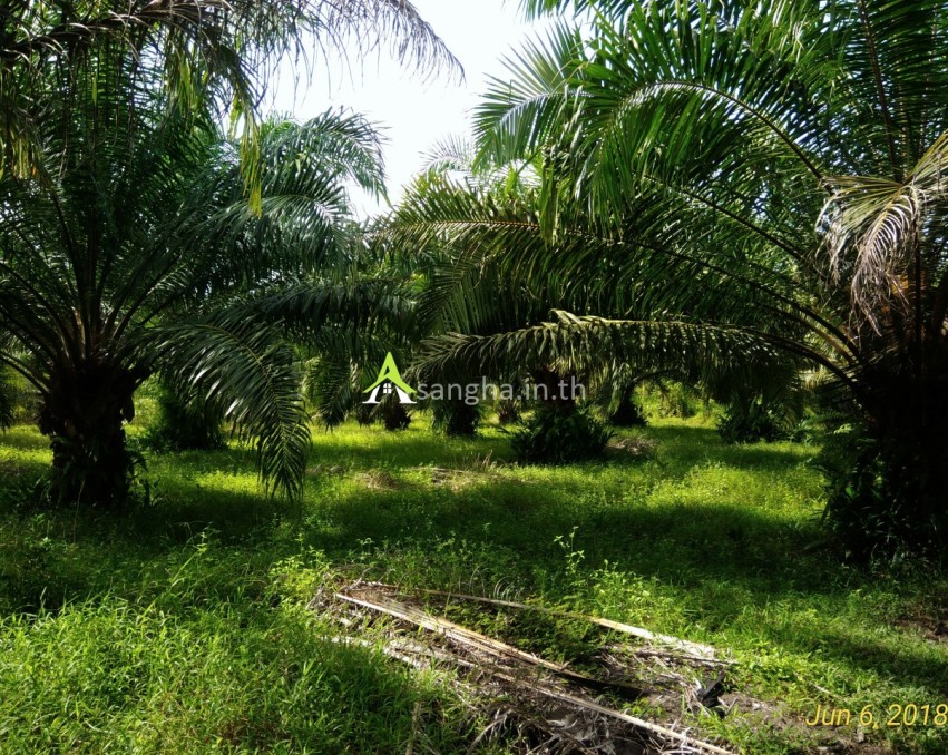 ขายสวนปาล์ม ขนาด 28 ไร่ 1 งาน 35 ตรว. อ.ชะอวด จ.นครศรีธรรมราช